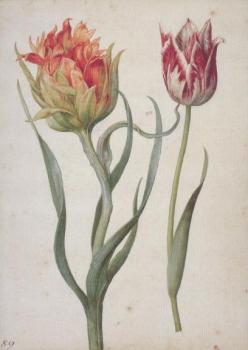Zwei Tulpen. Two Tulips. Deux Tulipes. 