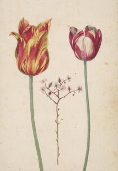 Nelkenwurz-Steinbrech zwischen zwei Tulpen, um 1610 