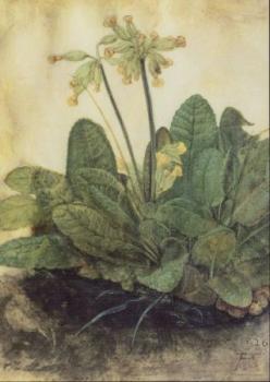 Schlüsselblume (Primula veris), 1503/05 