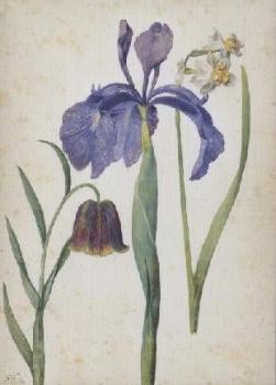 Iris, Narzisse, Fritillaria. Iris, Narcissus, Fritillaria. Iris, Narcisse, Fritillaria. 