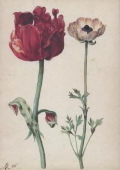 Tulpe und Gartenranunkel. Tulip and Ranunculus. Tulipe et renoncule. 