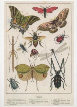 Insekten - Insects. Illustration aus Cassell's Natural History, 1884. 