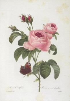 Rosa centifolia. Rosier a cents feuilles. Zentifolie mit Pfauenfalter. 