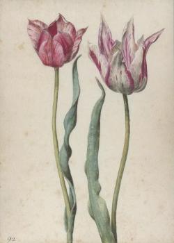 Zwei Tulpen, Two tulips, Deux tulipes. 