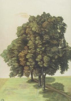 Drei Lindenbäume auf einer Wiese, 1494 