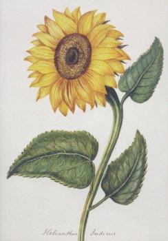Sonnenblume. Sunflower. Tournesol. Helianthus indicus. 