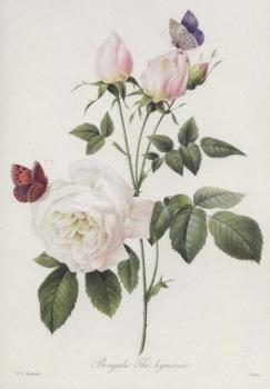 Teerose. Rosa bengale thé hymenée, 1817 