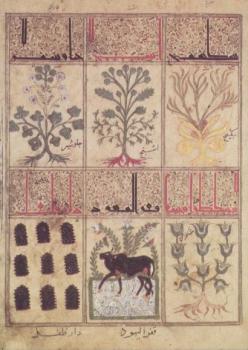 Kitab al-Diryaq Lehrbuch des Theriak. Handbook of Theriak. Traité de la Thériaque, 1198/1199 