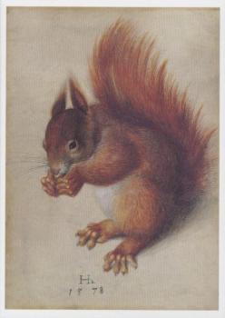 Rotes Eichhörnchen. Red Squirrel, 1578 