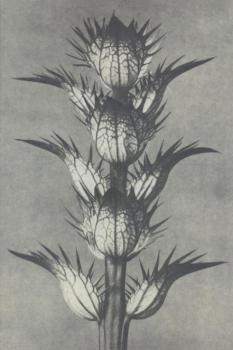 Acanthus mollis, 1928 