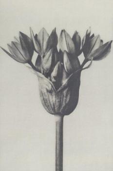 Allium, 1928 